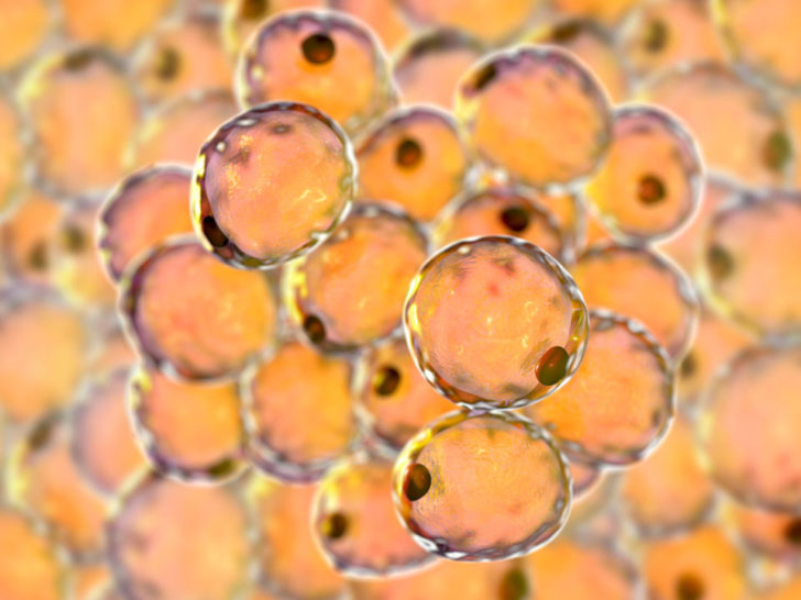 Detailabbildung von Fettzellen, sogenannte Adipozyten.