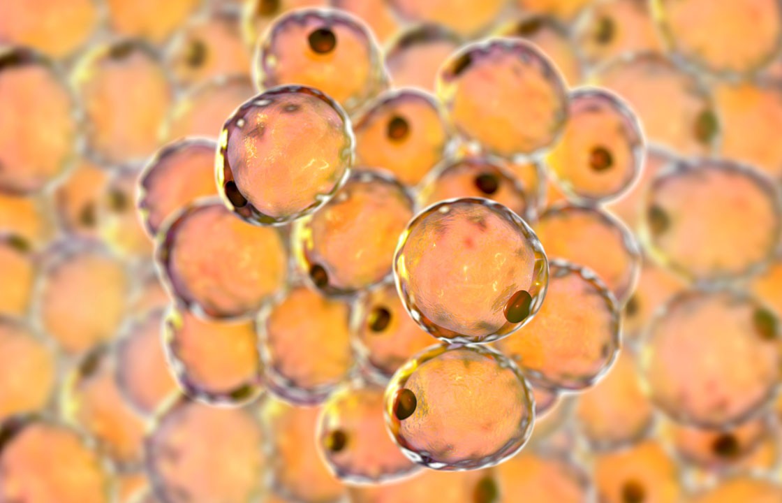 Detailabbildung von Fettzellen, sogenannte Adipozyten.