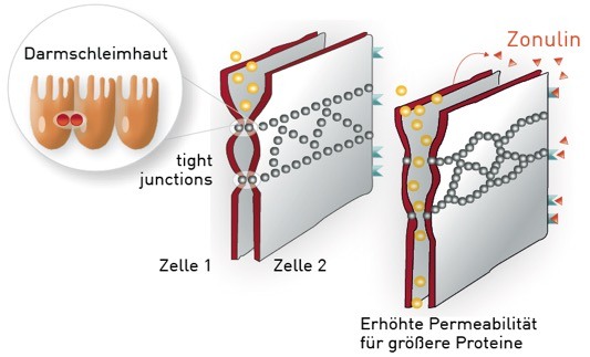 Die Epithelschicht bildet eine flexible Wand, die durch „tight junctions“ (enge Verbindungsstellen) in der Durchlässigkeit für Nahrung flexibel gehalten wird und als zweite „Firewall“ den Körper schützt