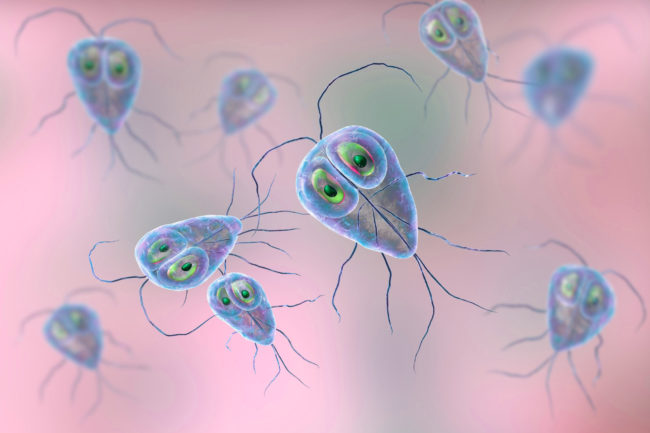 Darmparasiten Symptome