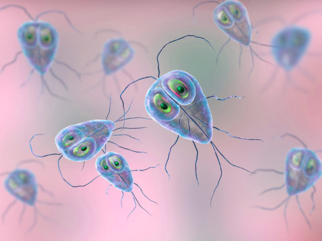 Darmparasiten Symptome