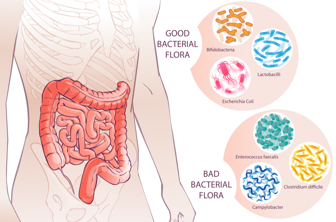 Tipos bacterias intestinales