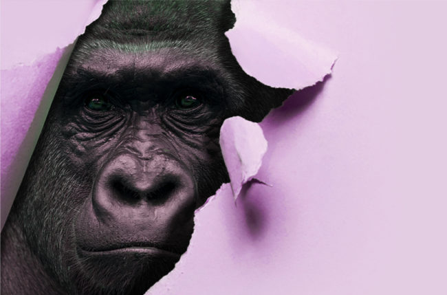 shutterstock_1484291186