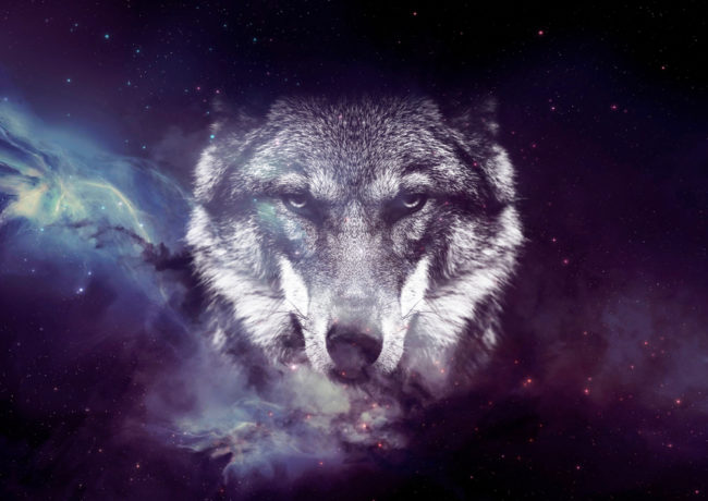 Galaxy,Wolf,Face,Wallpaper