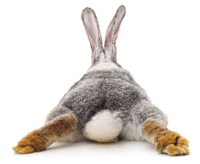 Grey,Rabbit,Isolated,On,A,White,Background.