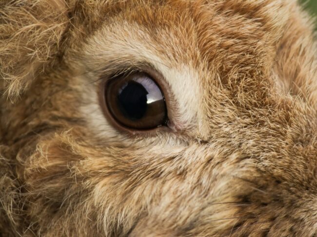 Zu Ostern ausnahmsweise mal ein Blog ohne „erhobenen Zeigefinger“ und Tipps zum Heilfasten o. Ä. Stattdessen ein mitfühlender Blick in die Nöte eines Osterhasen, dessen Darmwindungen zur Unzeit Kummer machen …