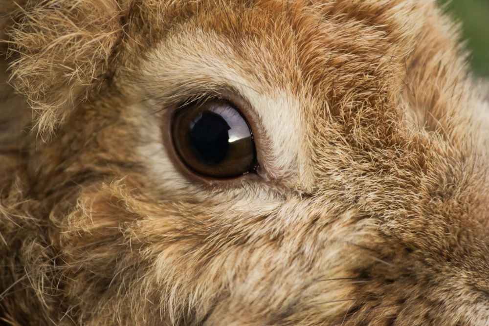 Zu Ostern ausnahmsweise mal ein Blog ohne „erhobenen Zeigefinger“ und Tipps zum Heilfasten o. Ä. Stattdessen ein mitfühlender Blick in die Nöte eines Osterhasen, dessen Darmwindungen zur Unzeit Kummer machen …